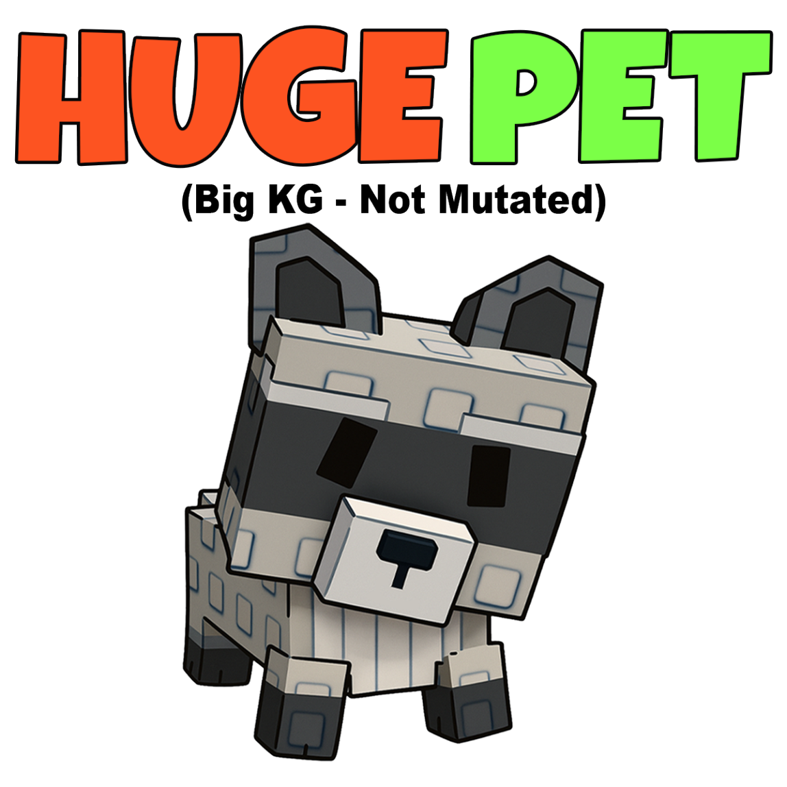 Huge Raccoon